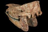 Running Rhino (Subhyracodon) Skull - South Dakota #131361-4